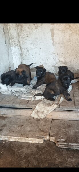 Catei Ciobanesc belgian malinois