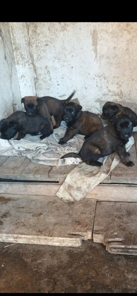 Catei Ciobanesc belgian malinois