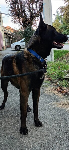 Catei Ciobanesc belgian malinois