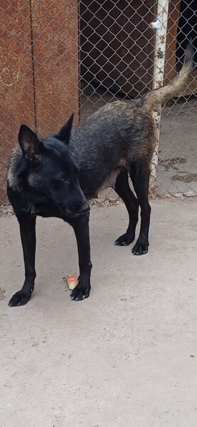 Catei Ciobanesc belgian malinois
