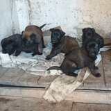 Catei Ciobanesc belgian malinois